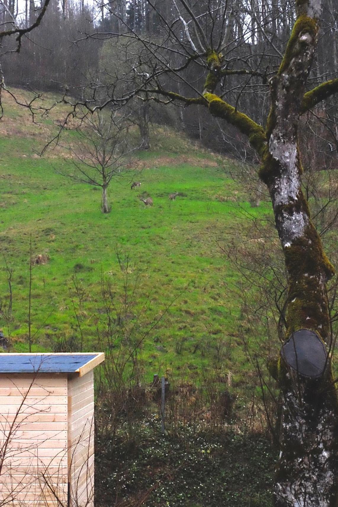 Ferienwohnung Im Gruenen Altstätten Extérieur photo